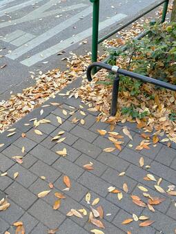 冬の歩道にけやきの落ち葉 落ち葉,枯れ葉,歩道の写真素材