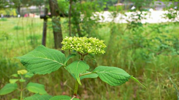 5月、開花前のアジサイ 5月、開花前のアジサイの写真