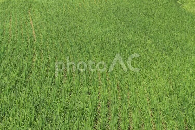 段々畑1（稲作） 段々畑,稲作,お米の写真素材