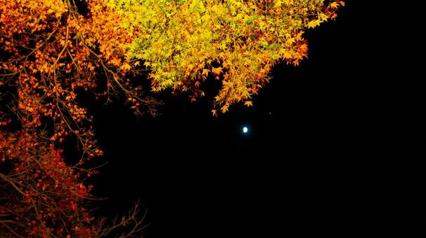 A poem of a moonlit night dyed with autumn leaves, JPG A poem of a moonlit night dyed with autumn leaves, JPG