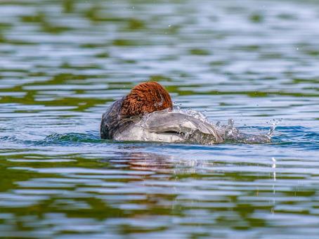 池を泳ぐホシハジロのオス ホシハジロ,鴨,野鳥の写真素材