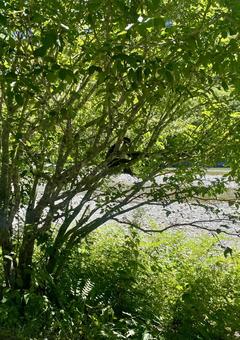 木陰で休むニホンザル 木陰で休むニホンザルの写真