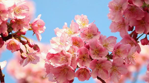 田ヶ池公園の河津桜 田ヶ池公園の河津桜の写真