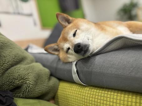 柴犬お寝んね 柴犬,犬,日本犬の写真素材
