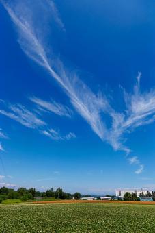 青空と畑 青空と畑 青空と畑,畑,青空の写真素材