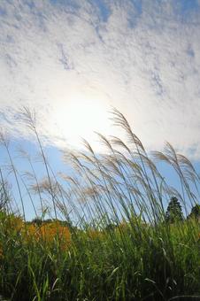 すすき　青空　白い雲　太陽 ススキ,空,青空の写真素材