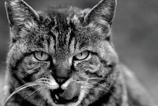 野良猫のポートレート 猫,野良猫,ねこの写真素材