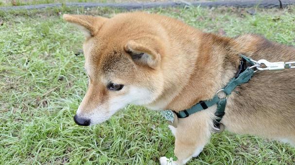 散歩中で何かを見ている柴犬 犬,柴犬,可愛い犬の写真素材
