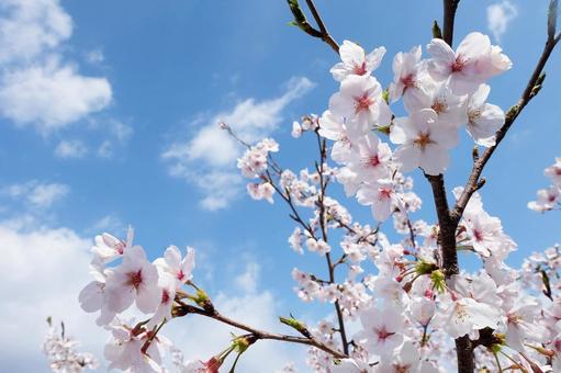 cherry blossoms, JPG cherry blossoms, JPG