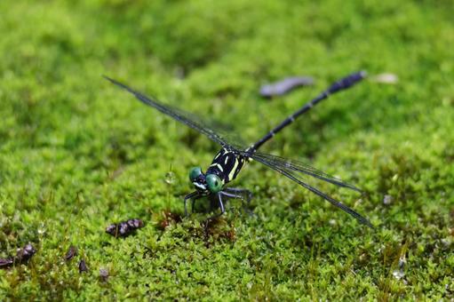チビサナエ チビサナエの写真