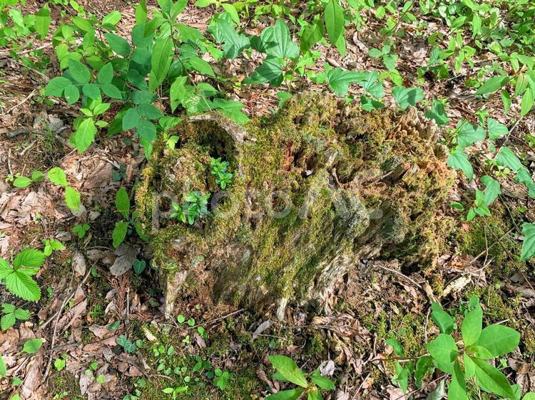 くずれて形のない古い切り株 切り株,切株,きりかぶの写真素材