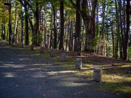 森の散歩道と木漏れ日 森,木漏れ日,道の写真素材