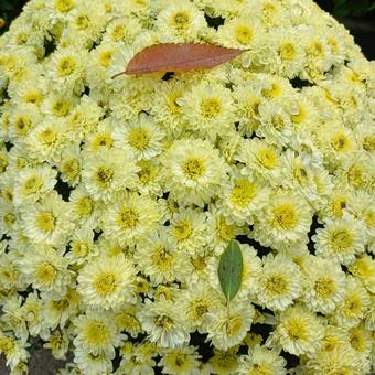 菊の花 菊の花,菊まつり,笠間の写真素材