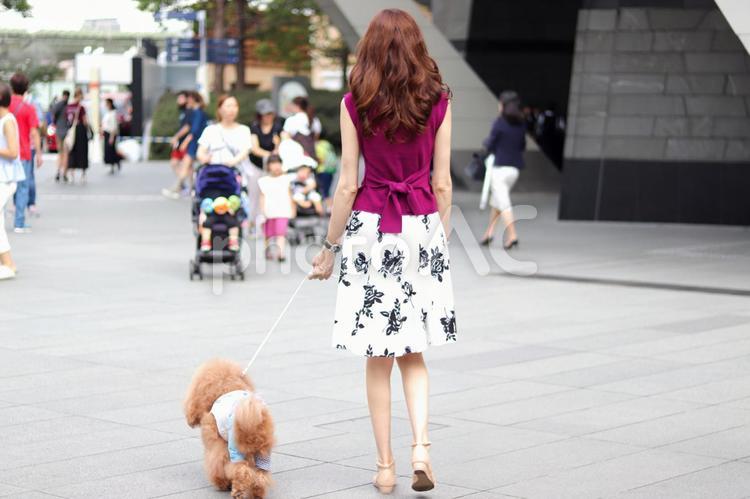 愛犬と散歩 女性,愛犬,トイプードルの写真素材