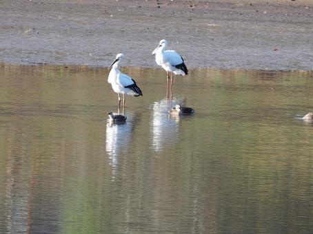 京都府南丹で見つけたコウノトリ 京都府南丹で見つけたコウノトリの写真