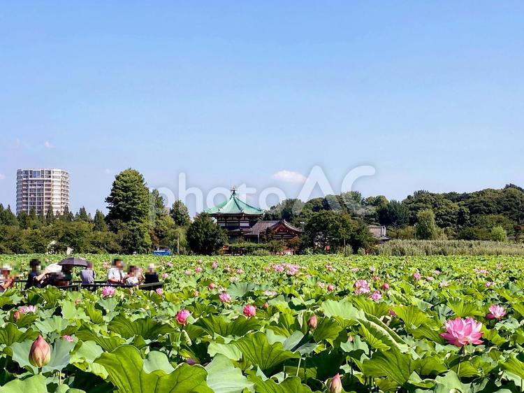 東京風景・不忍池 不忍池,上野,上野恩賜公園の写真素材