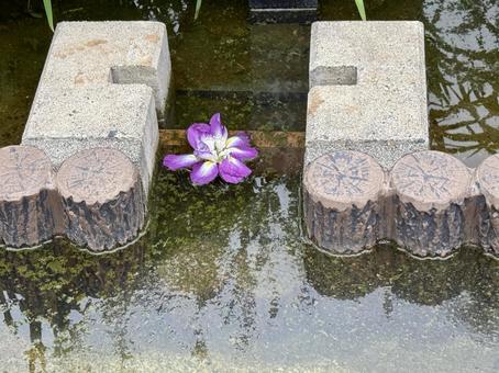 堀切菖蒲園 曇り空の下咲き誇る花菖蒲 堀切菖蒲園 曇り空の下咲き誇る花菖蒲の写真