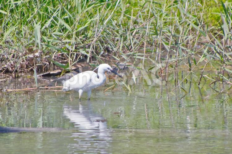 サギの散歩 田んぼ,野鳥,鳥の写真素材