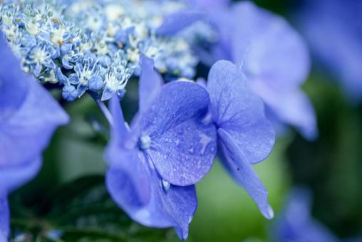 <Goto scenery> Rainy season scenery and hydrangea flowers, JPG