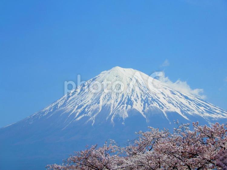 富士山　桜 富士山,桜,眺望の写真素材