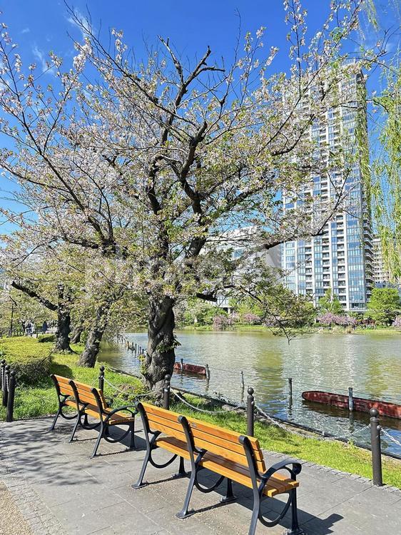不忍池　上野公園　東京都台東区 不忍池,上野恩賜公園,弁天島の写真素材