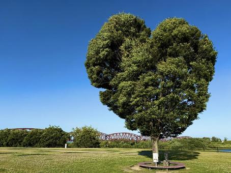 ハート型の木 ハート型の木 公園,カップル,夏休みの写真素材