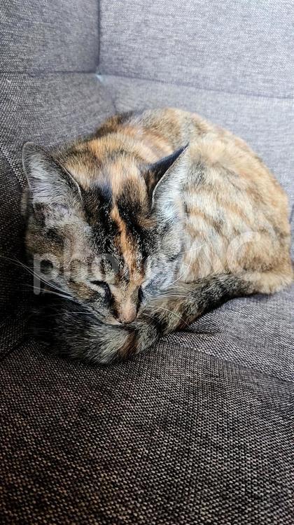 昼寝をするのにゃ編 しあわせ,ねこ,ネコの写真素材