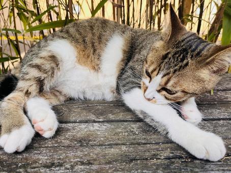 可愛いにゃんこ ねこ,ネコ,かわいいの写真素材