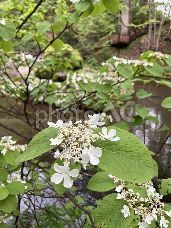咲き始めの白いあじさい 自然,グリーン,屋外の写真素材