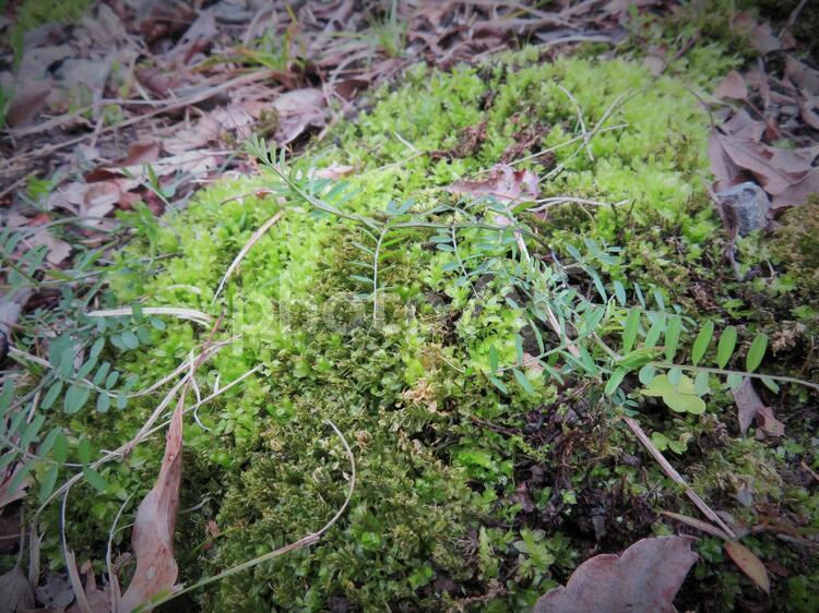苔と草が生い茂った地面 コケ,草,葉の写真素材