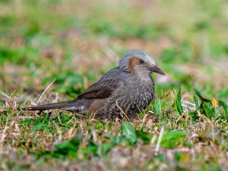 地面を歩くヒヨドリ・野鳥 地面を歩くヒヨドリ・野鳥の写真