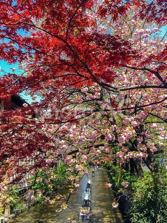 高瀬川の八重桜と紅葉 京都,高瀬川,桜の写真素材
