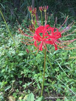 彼岸花 彼岸花の写真