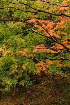 紅葉 紅葉,養老渓谷,筒森もみじ谷の写真素材