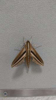 Photo, costume sparrow, moth, pest, 