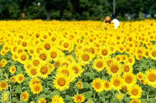ひまわり4 ひまわり4 ひまわり畑,ひまわり,夏の風物詩の写真素材