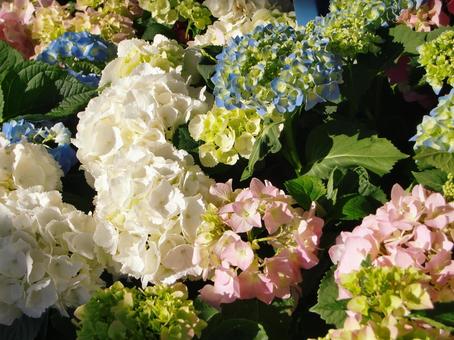 アジサイ-2 アジサイ,花,紫の写真素材