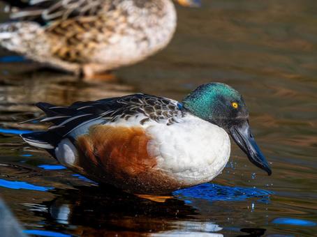 水辺のハシビロガモ 水辺のハシビロガモ ハシビロガモ,カモ,鴨の写真素材