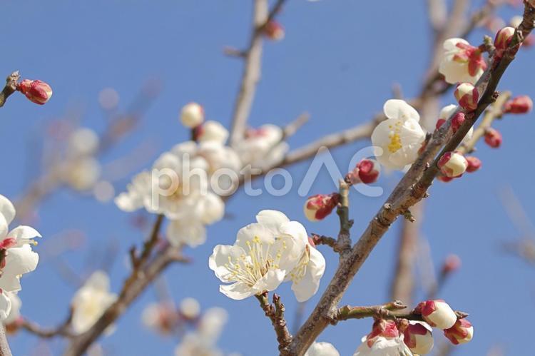 美しい梅の花と青空 梅,花,冬の写真素材