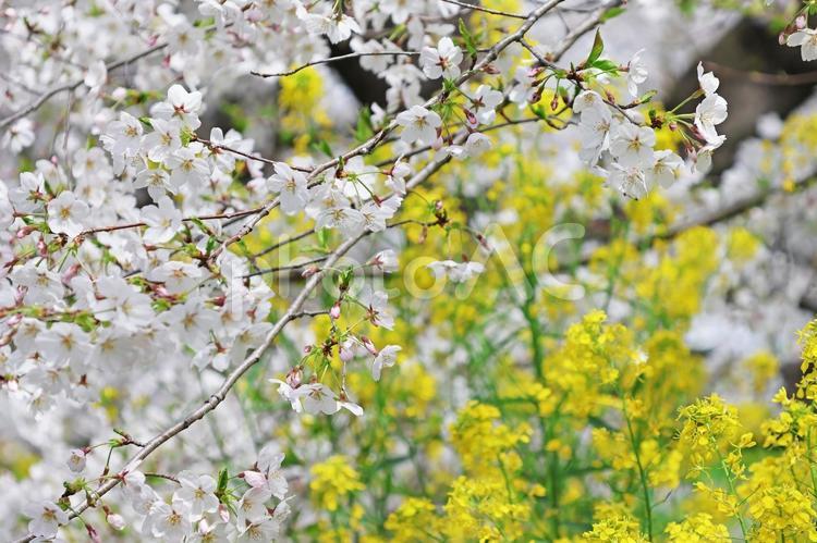 桜と菜の花　10 桜,サクラ,チェリ－の写真素材