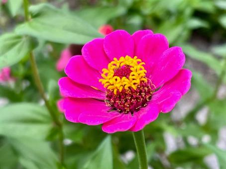 ピンクの花　ジニアの写真