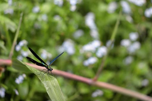 カワトンボ カワトンボの写真