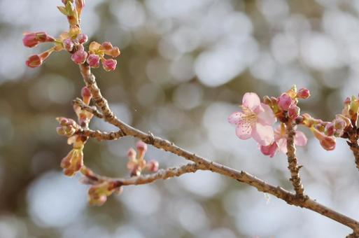 桜の写真