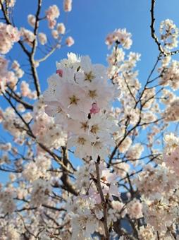 春めき桜 春めき桜の写真