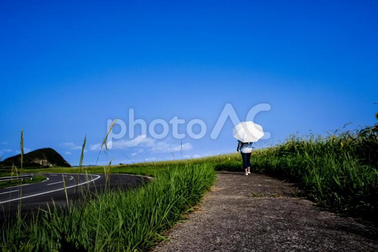 ＜素材＞夏の向日葵を散歩する日傘の女性 女性,人物,夏の写真素材