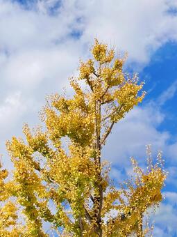 イチョウ イチョウ,銀杏,黄色の写真素材