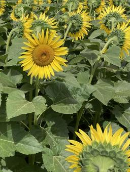 ひとりだけ振り向いてくれたひまわりの花 ひとりだけ振り向いてくれたひまわりの花の写真