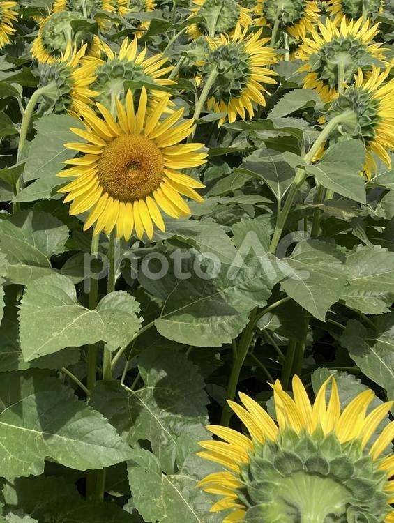 ひとりだけ振り向いてくれたひまわりの花 ひまわり,向日葵,花の写真素材