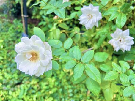 アイスバーグ バラ,アイスバーグ,花の写真素材
