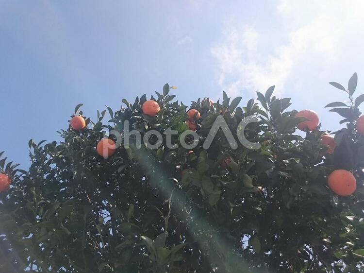 みかんの木と青空 orange,みかん,オレンジの写真素材